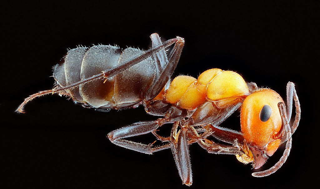 Ant Control service in Gilbert, AZ
