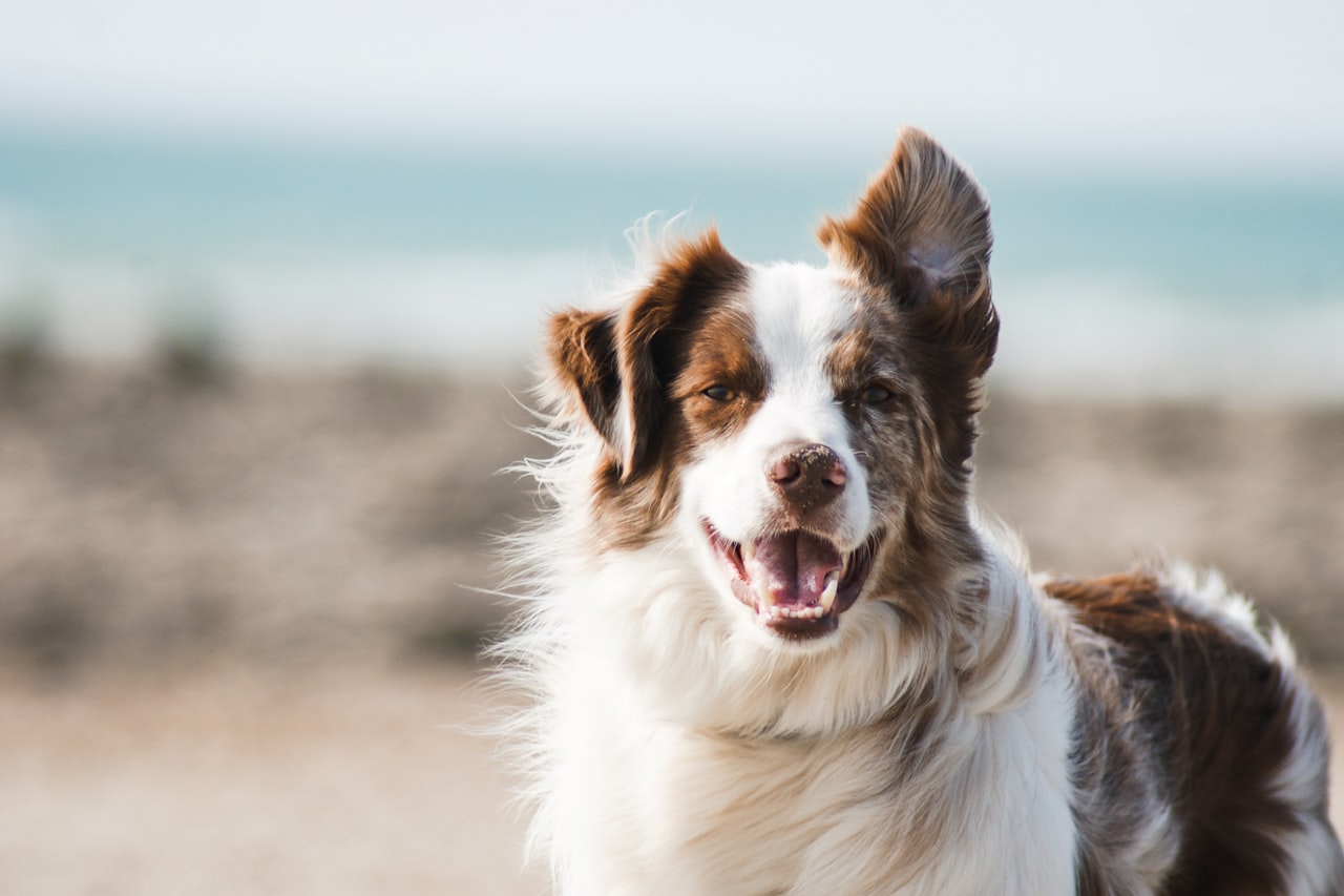 Flea & Tick Control service in Gilbert, AZ