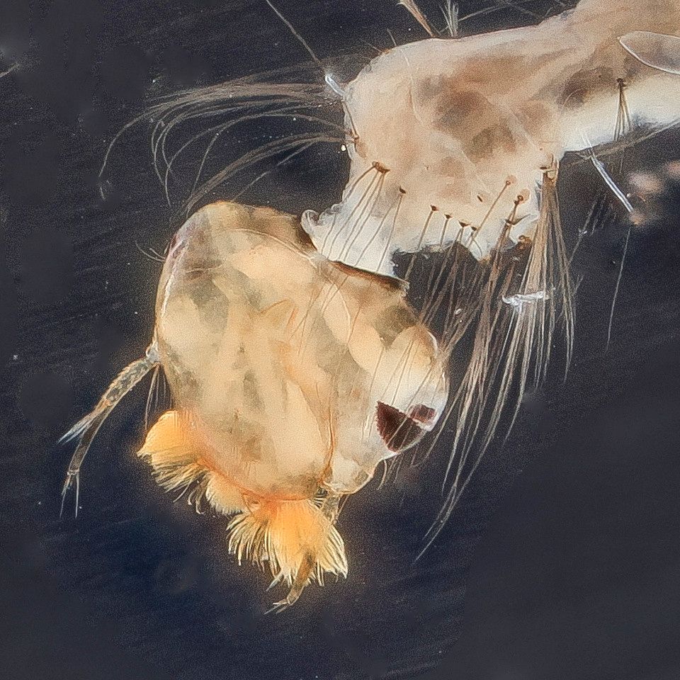 Mosquito Control service in Gilbert, AZ