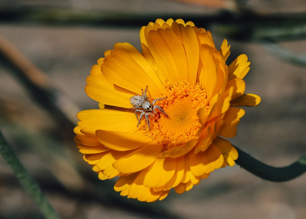 Spider Control service in Gilbert, AZ
